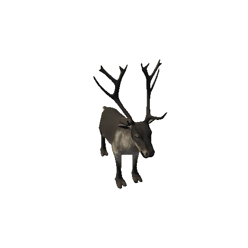 Reindeer_RM_FV _LP (1)